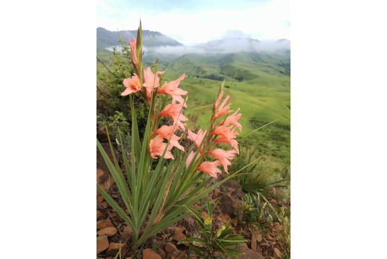 Gladiolus oppositiflorus -4192