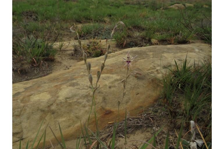 Gladiolus permeabilis ssp edulis -4195