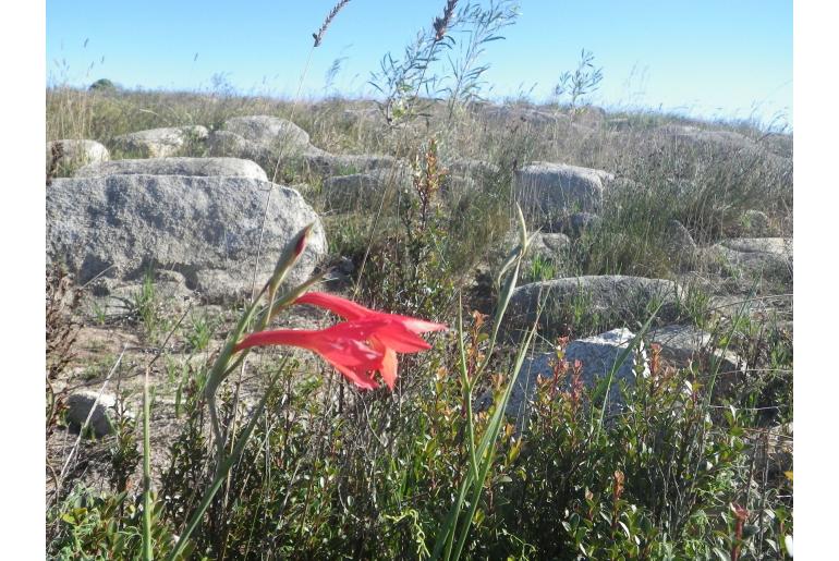 Gladiolus priorii -4196