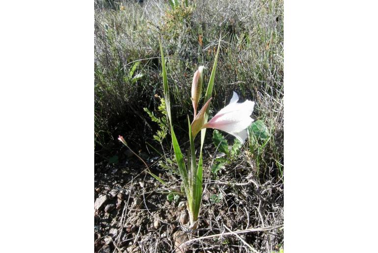 Gladiolus rudis -4200