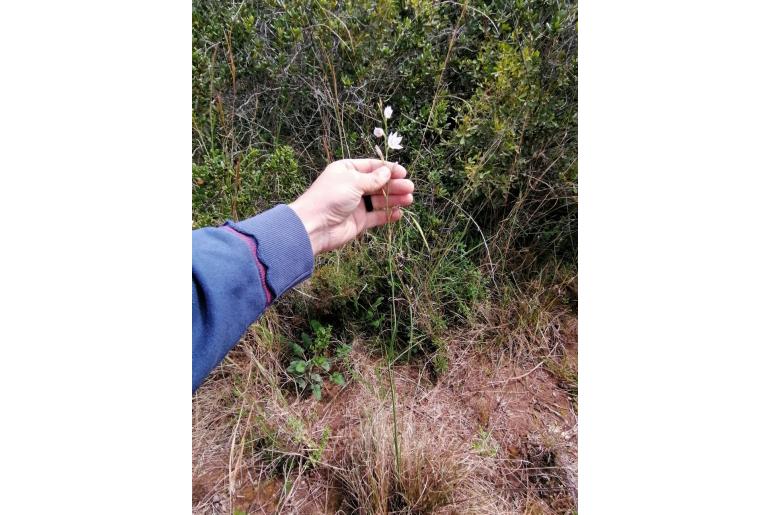 Gladiolus stellatus -4203