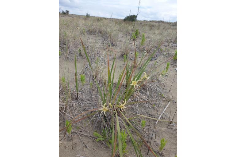 Gladiolus undulatus -4206