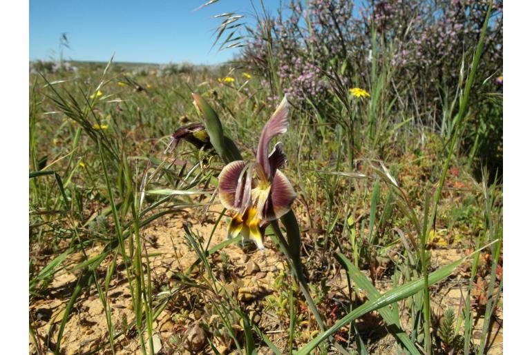 Gladiolus uysiae -4207