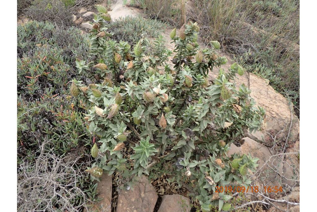 Wild Gomphocarpus