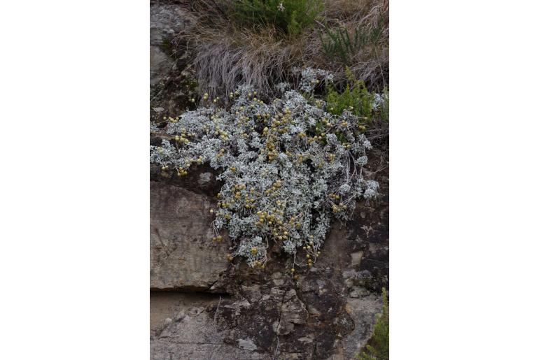 Helichrysum argyrophyllum -4221