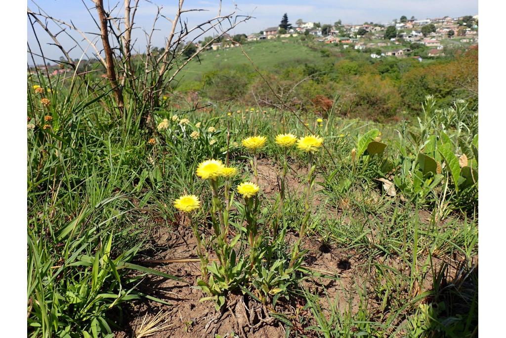 Gele strobloem