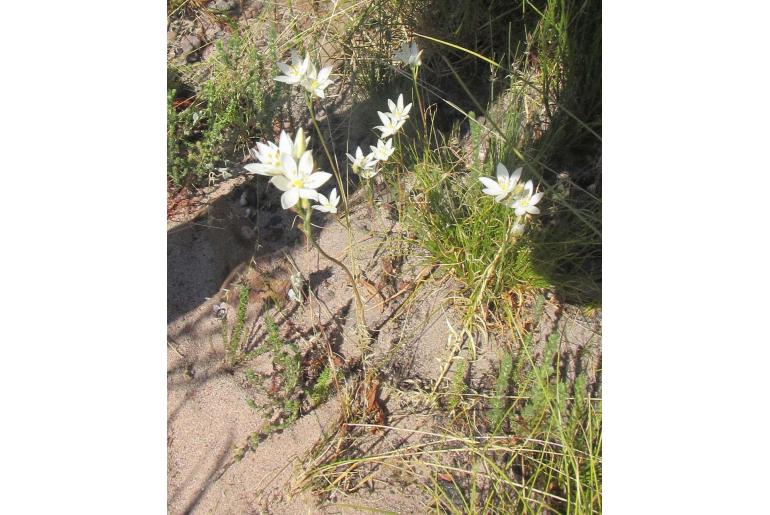 Ornithogalum hispidum ssp bergii -4239