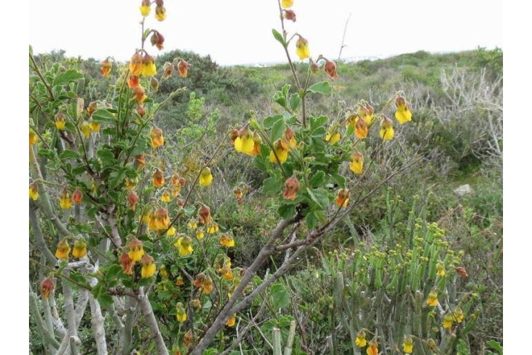 Hermannia scabra -4254