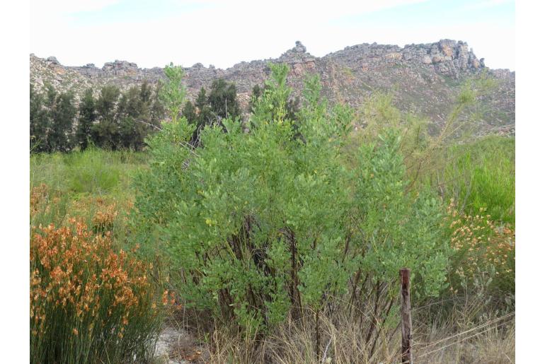 Indigofera frutescens -4301