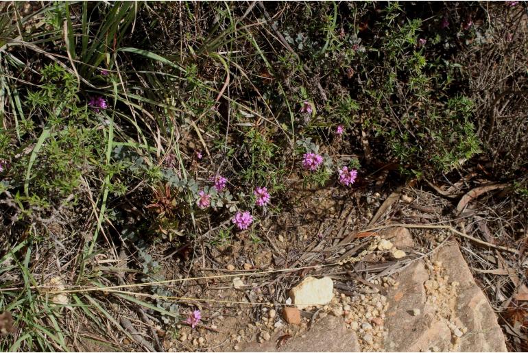 Indigofera mauritanica -4308