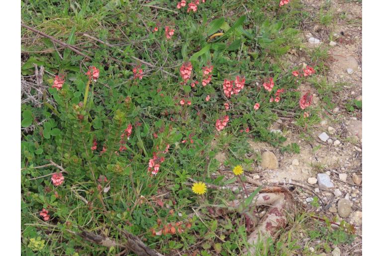 Indigofera porrecta -4312