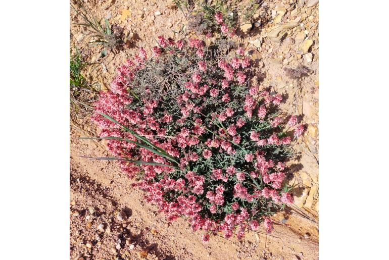 Indigofera psoraloides -4313