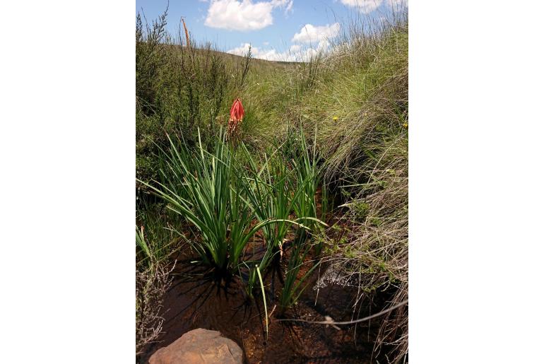 Kniphofia fluviatilis -4350