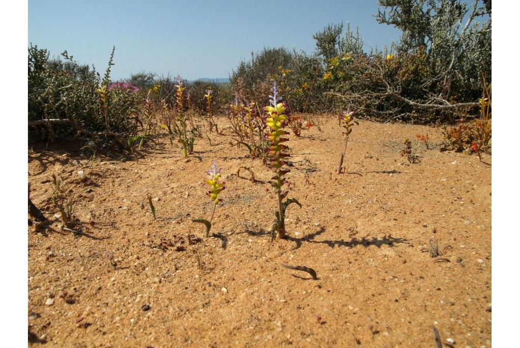 Frames' lachenalia