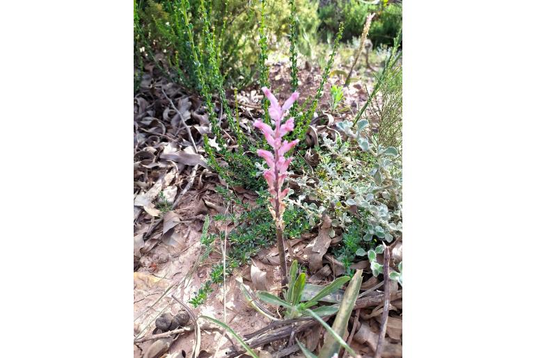 Lachenalia rosea -4360