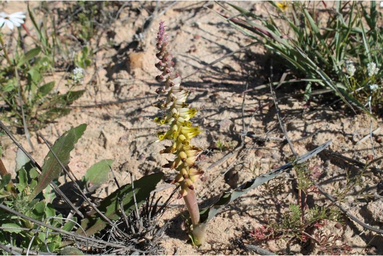 Lachenalia ventricosa -4363