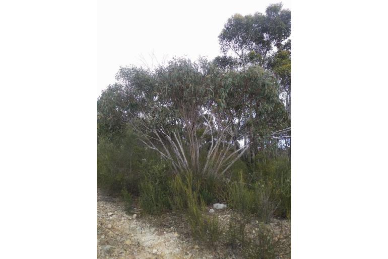 Eucalyptus multicaulis -4375