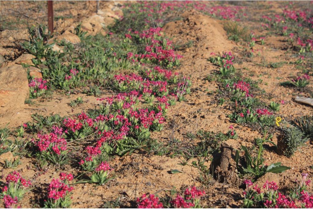 Silene-achtige lapeirousia