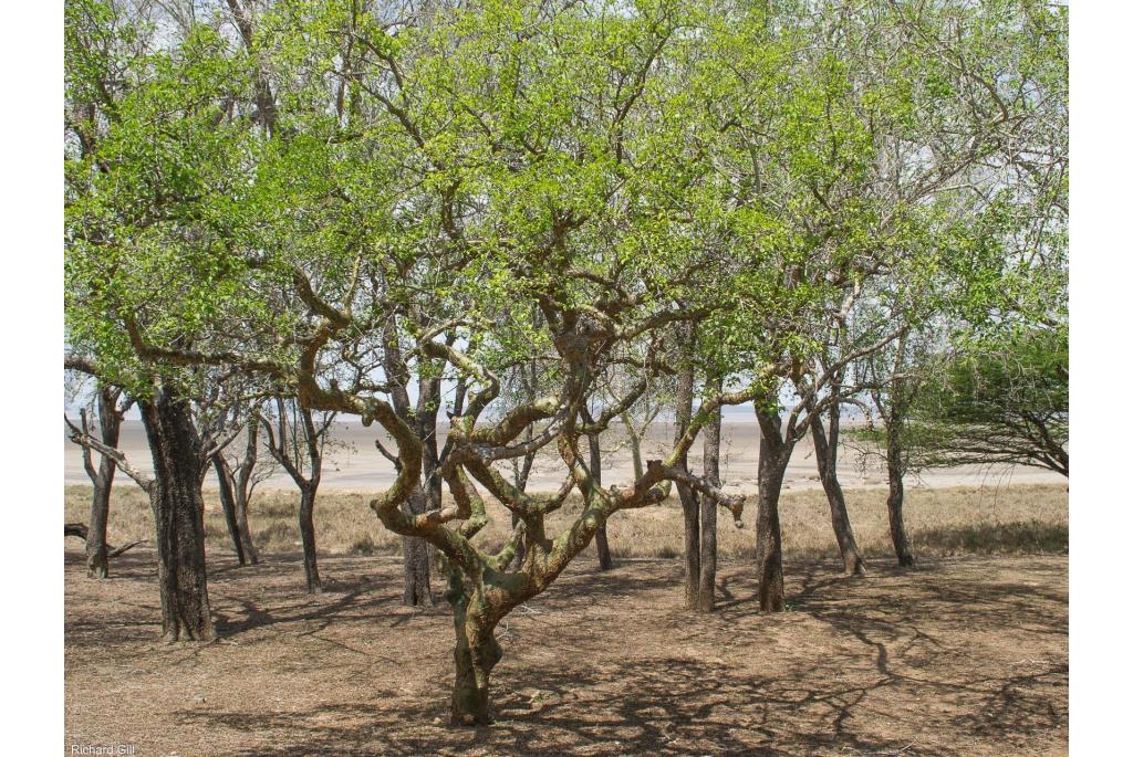 Verwaarloosde commiphora