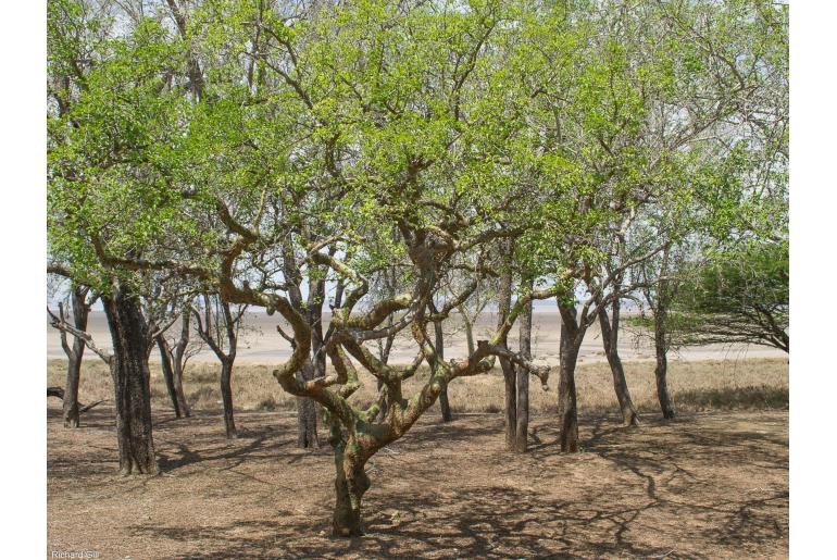 Commiphora neglecta -4395