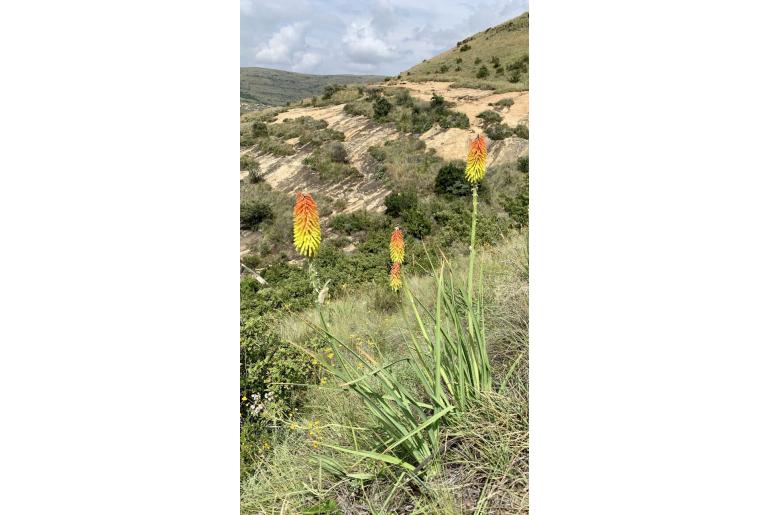 Kniphofia ritualis -4401