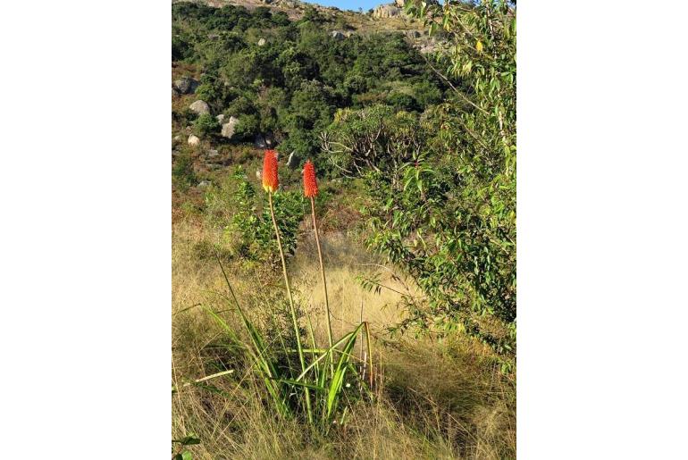 Kniphofia splendida -4402