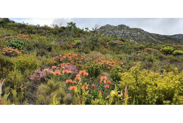 Leucospermum cordifolium -4406