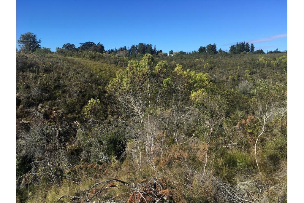 Eucalyptusbladige leucadendron