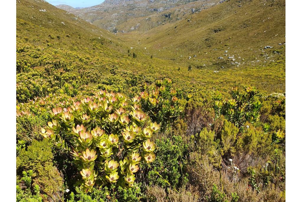 Laurier leucadendron