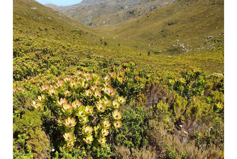 Leucadendron laureolum -4408