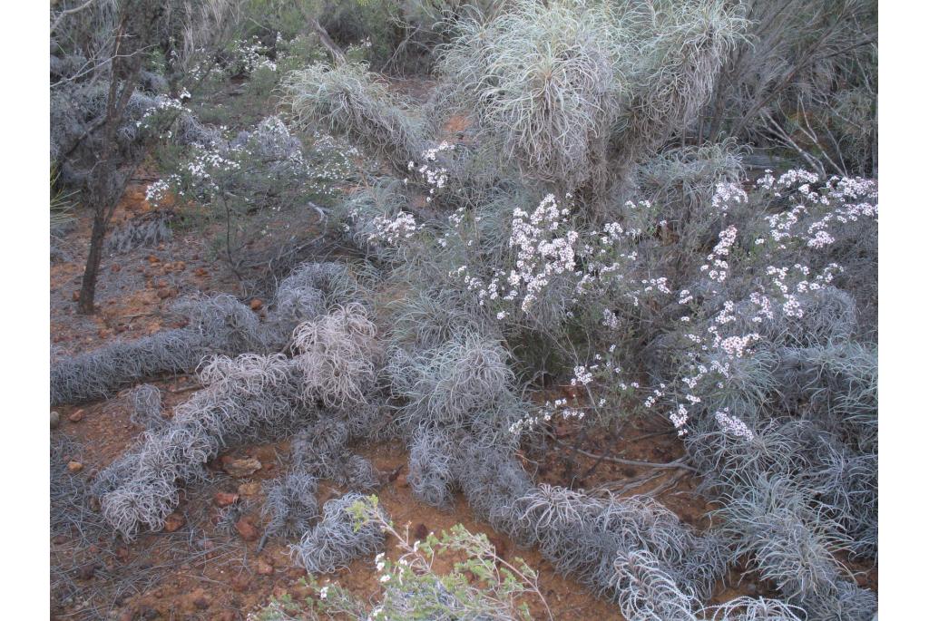 Zilveren Wongan banksia