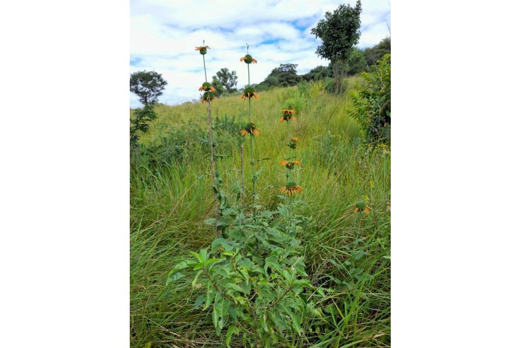 Rainer's leonotis