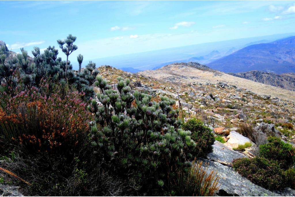 Witte leucadendron