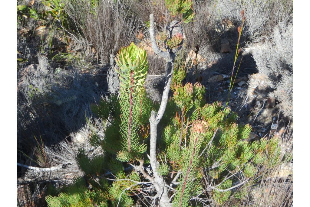 Harige leucadendron