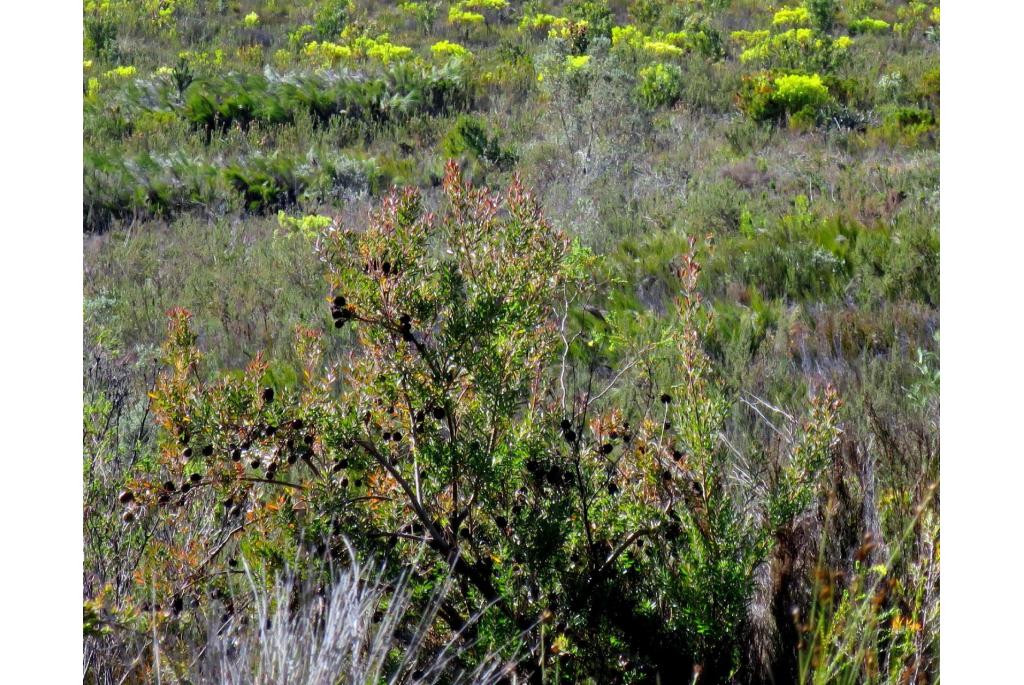 Conische leucadendron