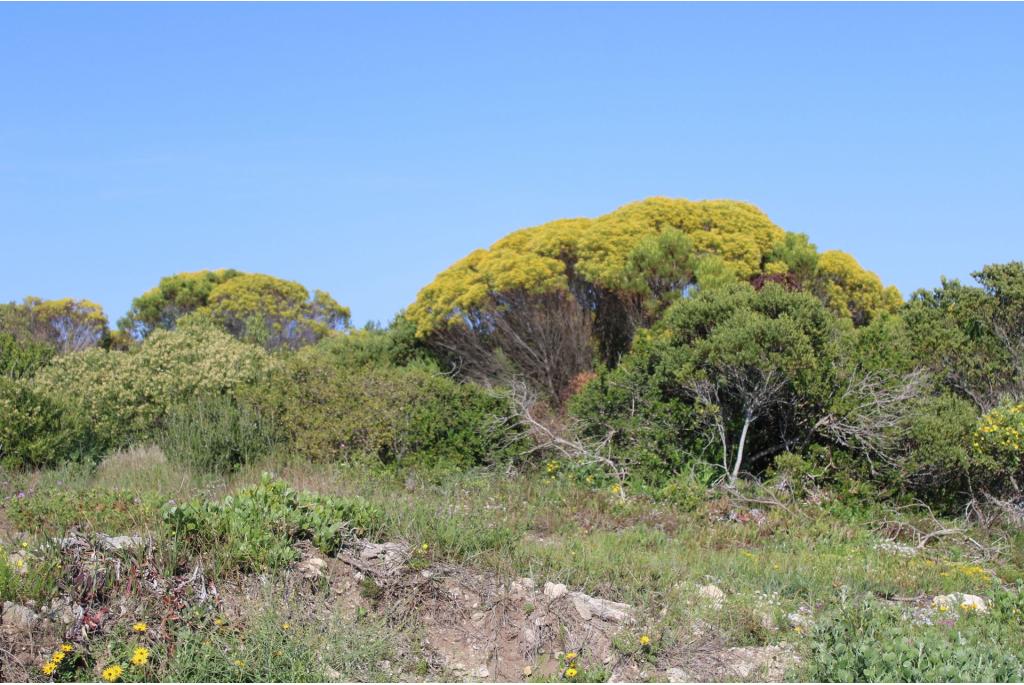 Kegeldragende leucadendron