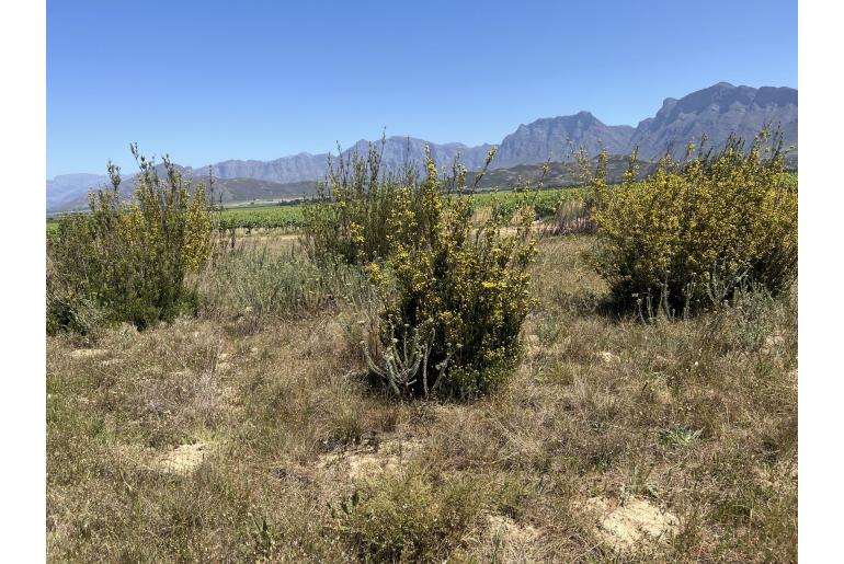 Leucadendron corymbosum -4422