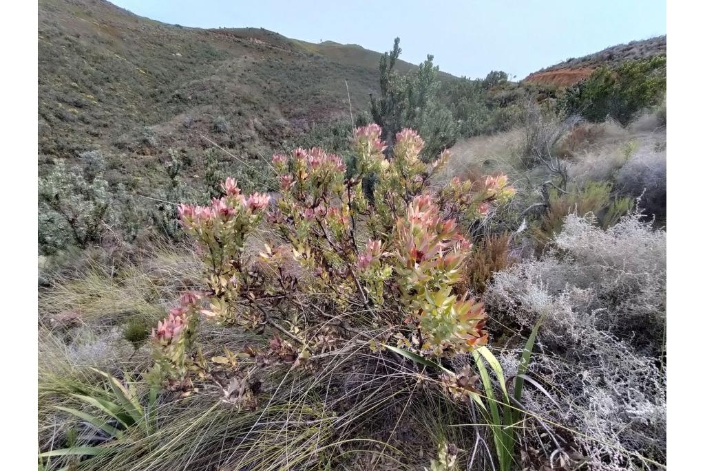 Daphne-achtige leucadendron