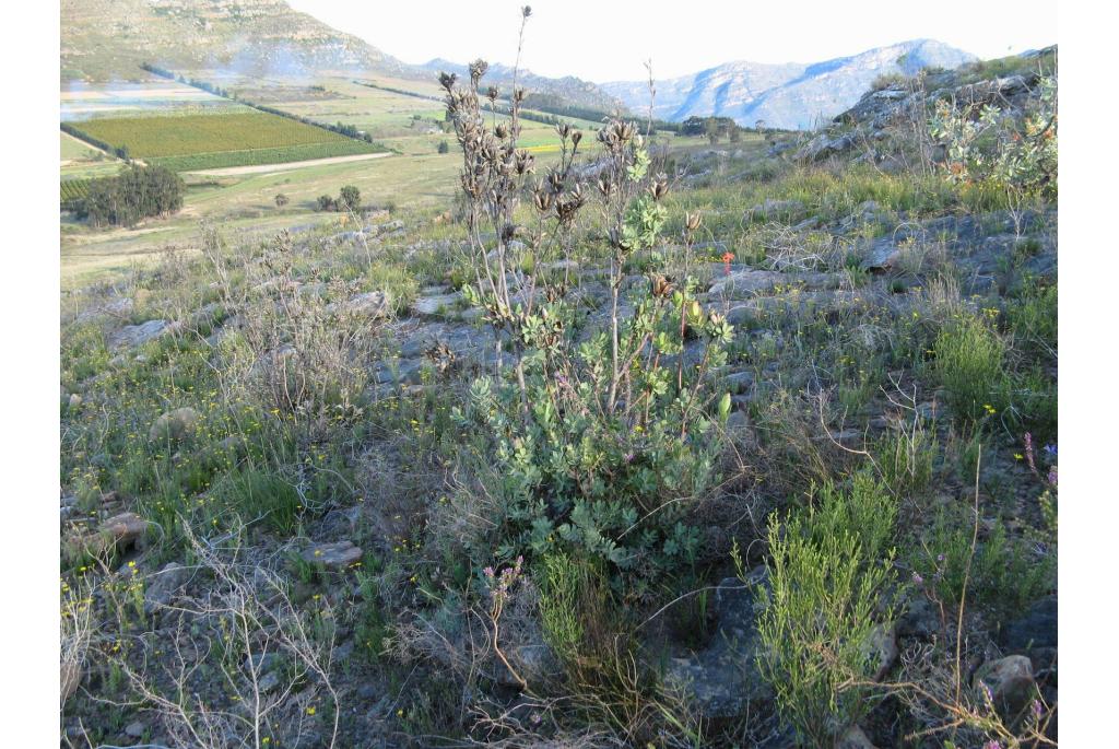 Tweekleurige leucadendron