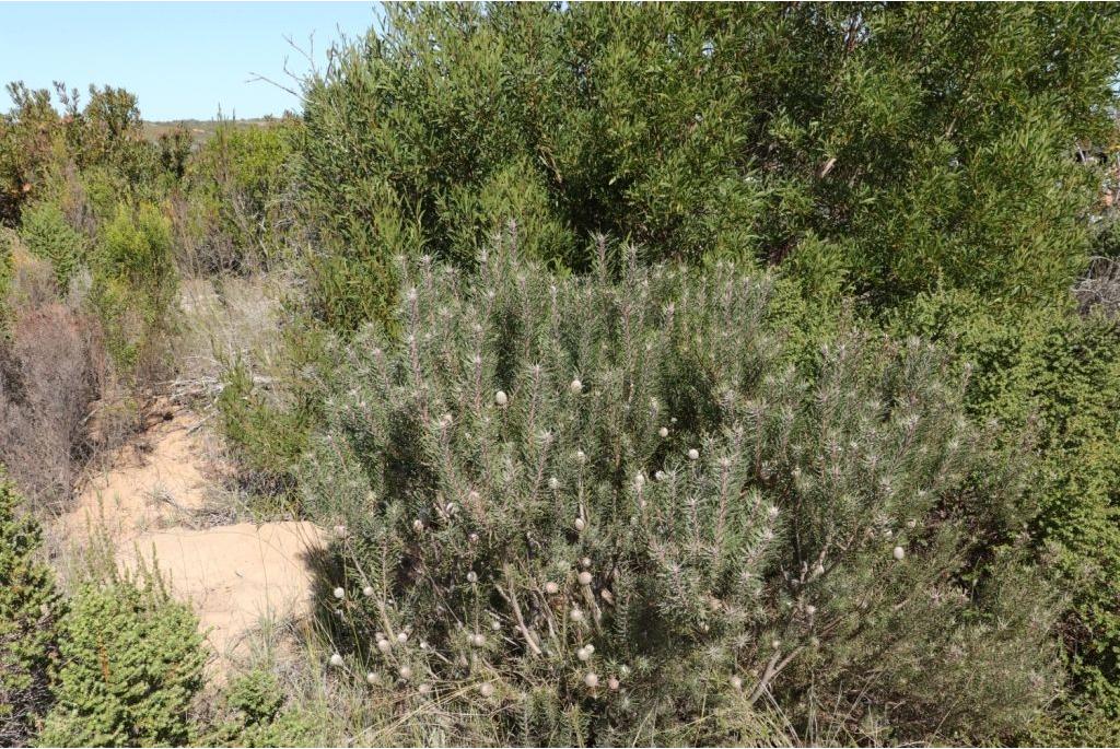 Galpin's leucadendron