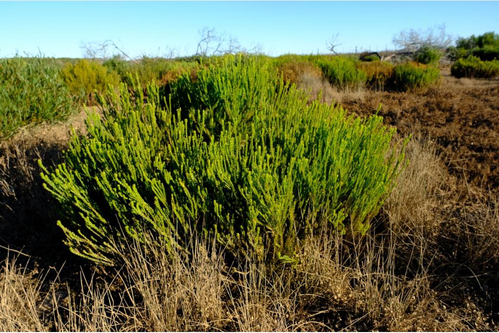 Lijnbladige leucadendron