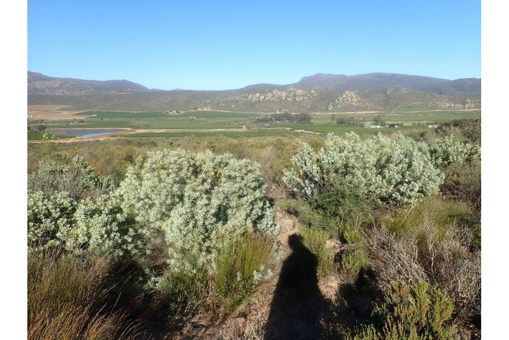 Loranthusbladige leucadendron