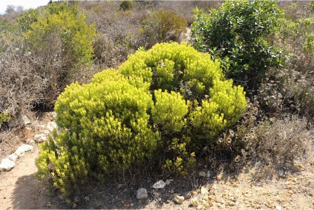 Middag leucadendron