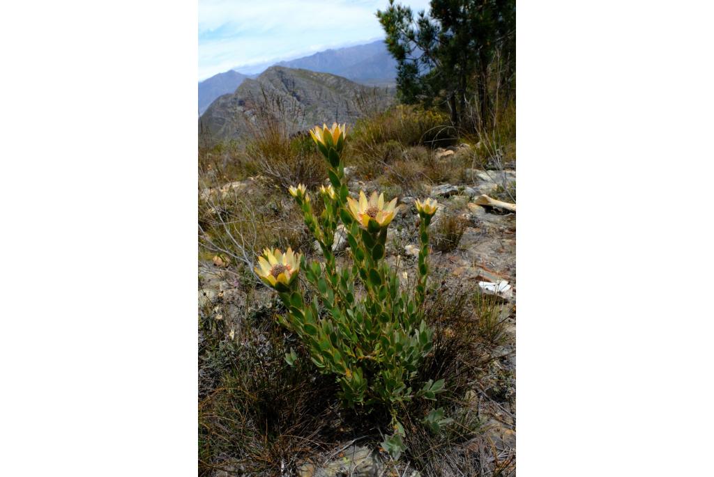 Leucadendron met opvallende nerven