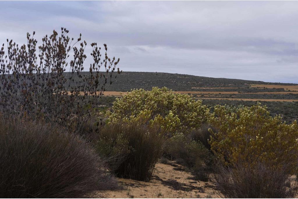 Hoge leucadendron