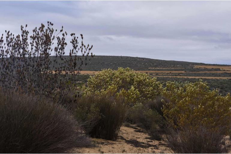 Leucadendron procerum -4432