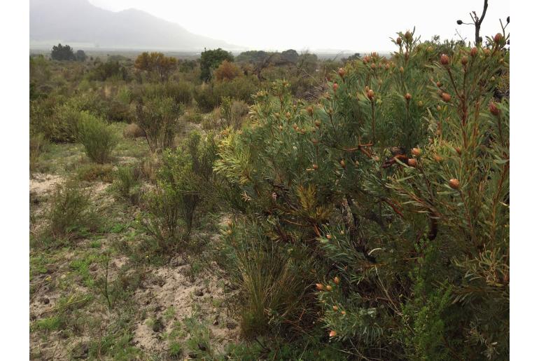 Leucadendron rubrum -4434