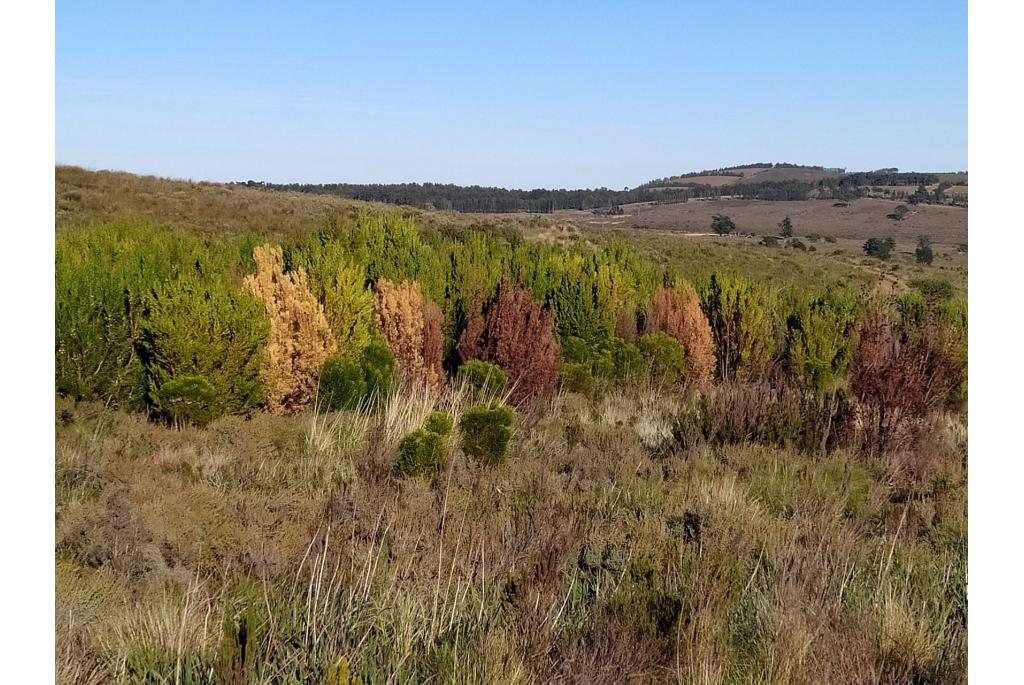 Salixbladige leucadendron