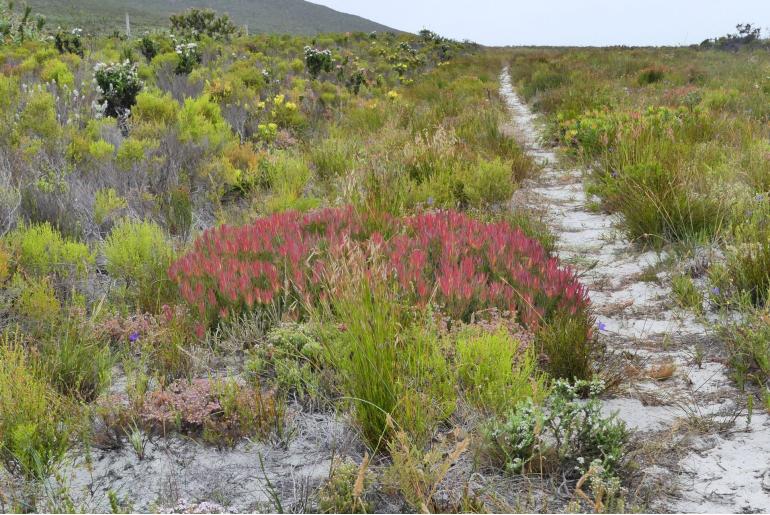 Leucadendron salignum -4436