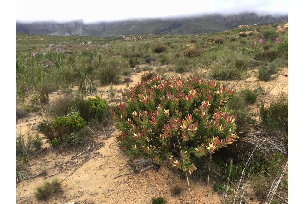 Sessiele leucadendron